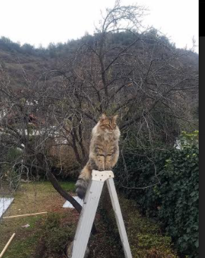 德罗赞暴走之夜!开拓者硬仗攻陷太阳,攻防转换杀死比赛